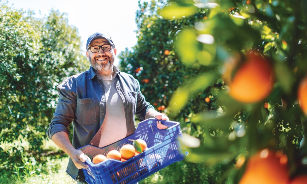 Man working in an orange grove