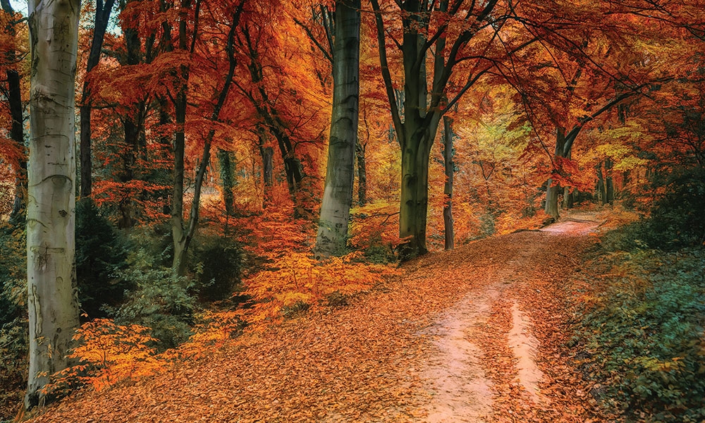 Image of fall-colored trees along a path in a forest with fallen leaves