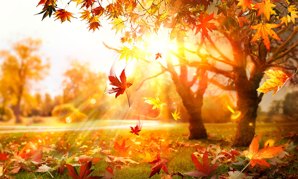 Autumn scene