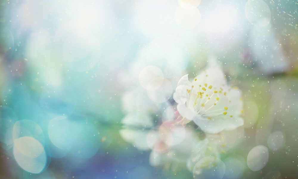 Image depicting a dreamy white flower surrounded by white, blue, and green bokeh effect