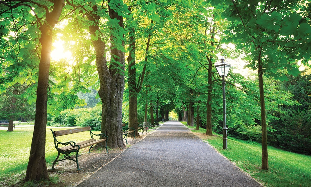 Path through a park