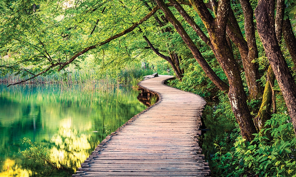 Wooden path through a wooded waterway